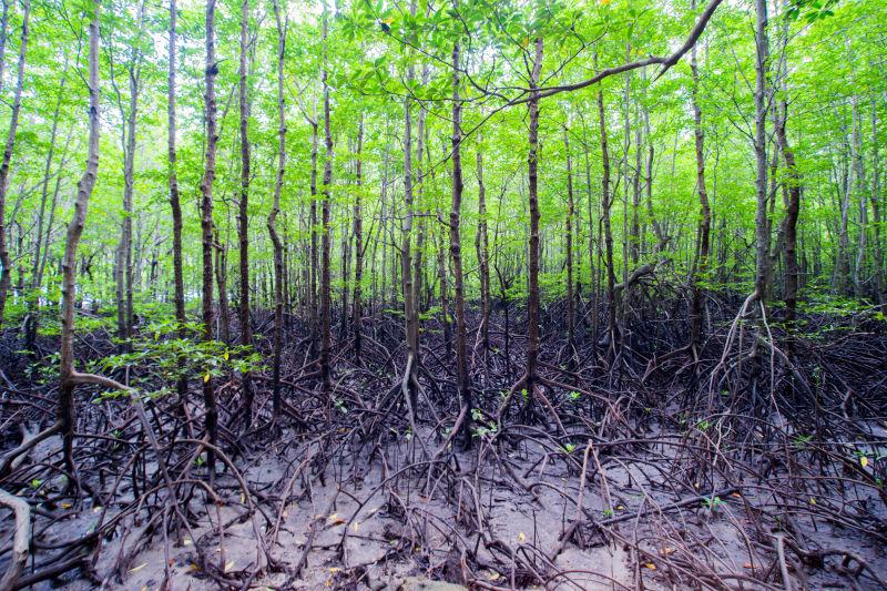 沿海热带红树林背景