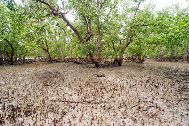 热带各种奇怪的树