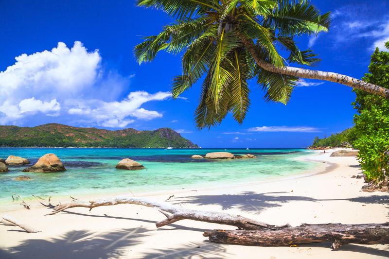 纯热带白沙滩和绿松石的大海