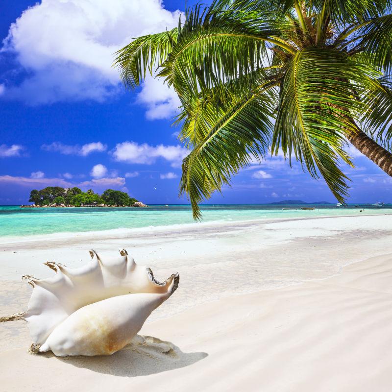 热带岛屿白色沙滩上的海贝壳