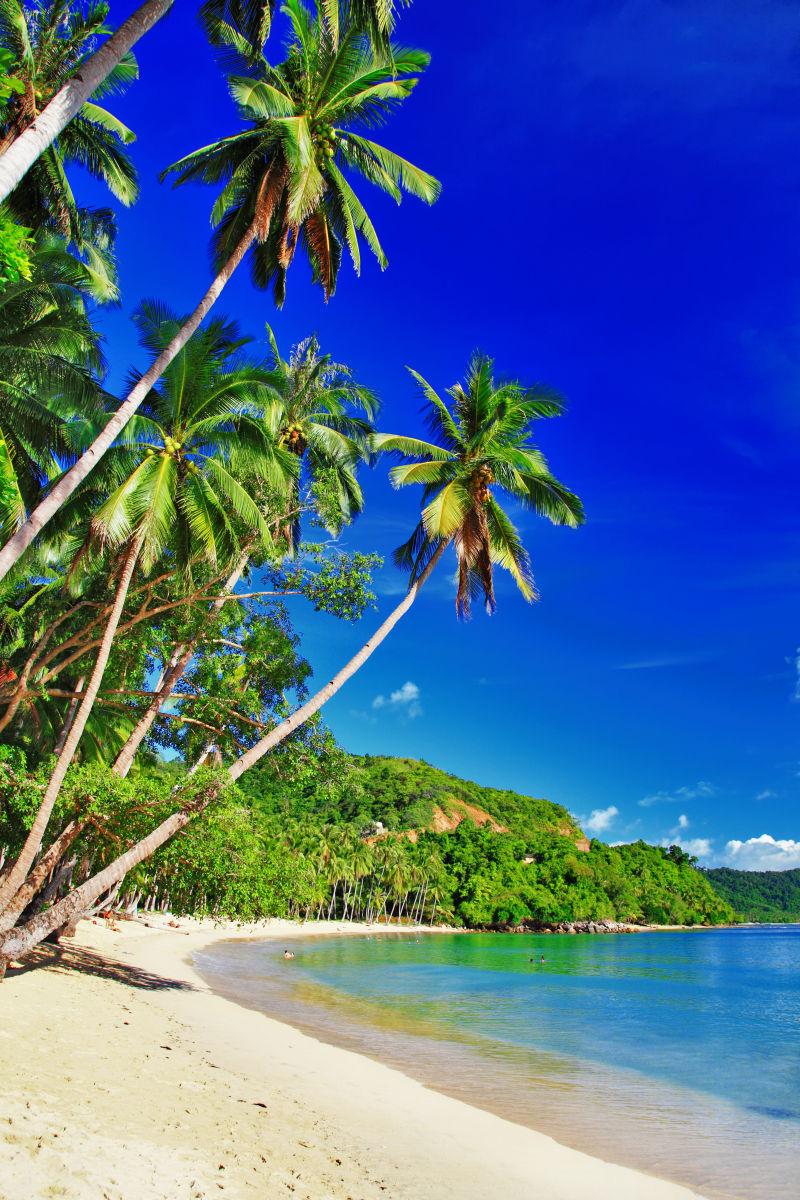 棕榈树海滩美景