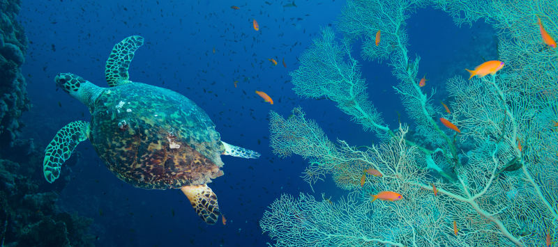 海洋植物边游动的玳瑁海龟