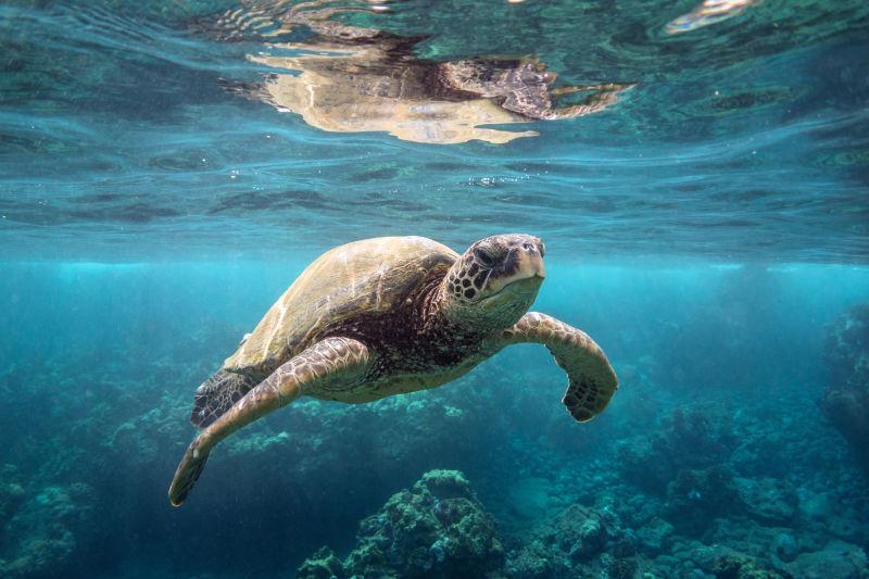 水蓝色海面下的可爱海龟