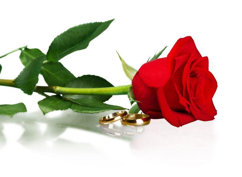 白色背景下结婚戒指与玫瑰