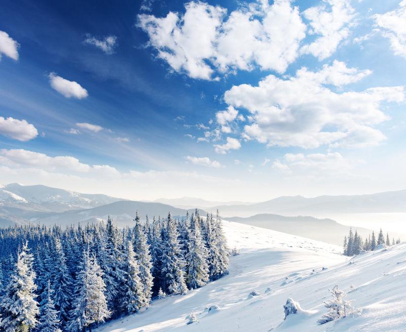 美丽的冬日森林雪景