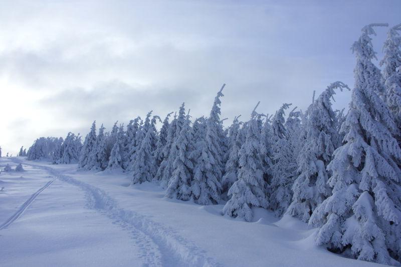 冰雪覆盖的森林景色