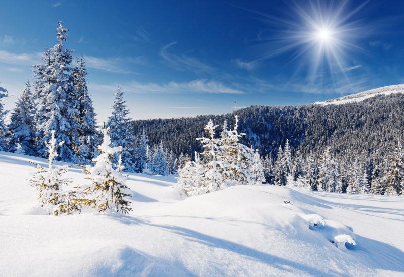 冬天树木覆盖着白雪