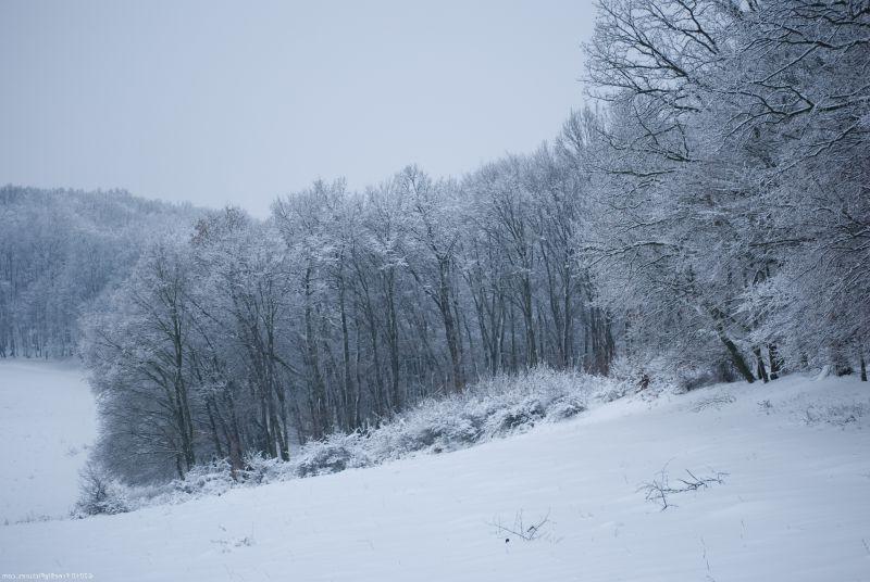 冬季森林雪景景观