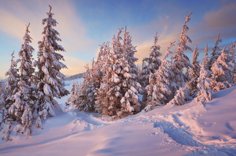 冬季雪地下的森林图片 冬林径路素材 高清图片 摄影照片 寻图免费打包下载