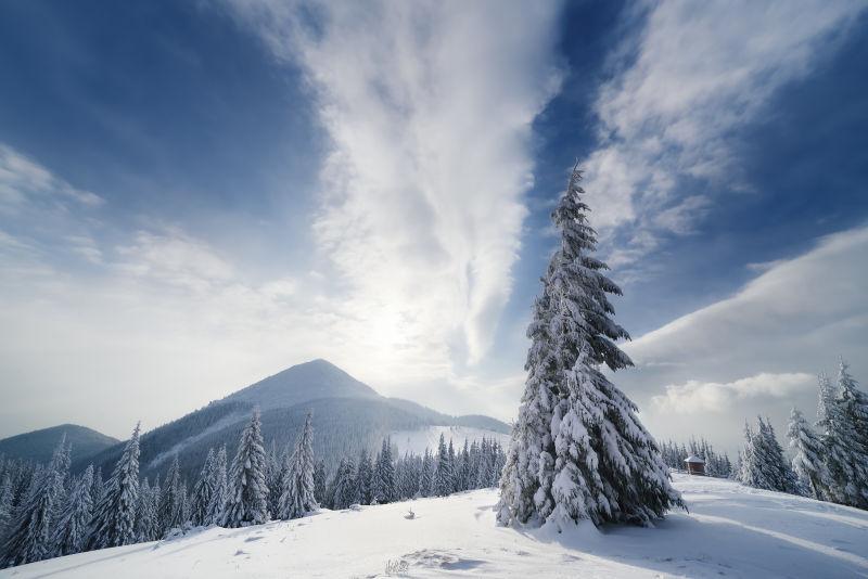 冬季山上云杉的圣诞风景