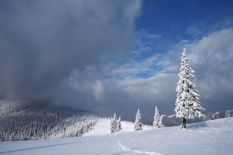 冬季山坡森林雪景