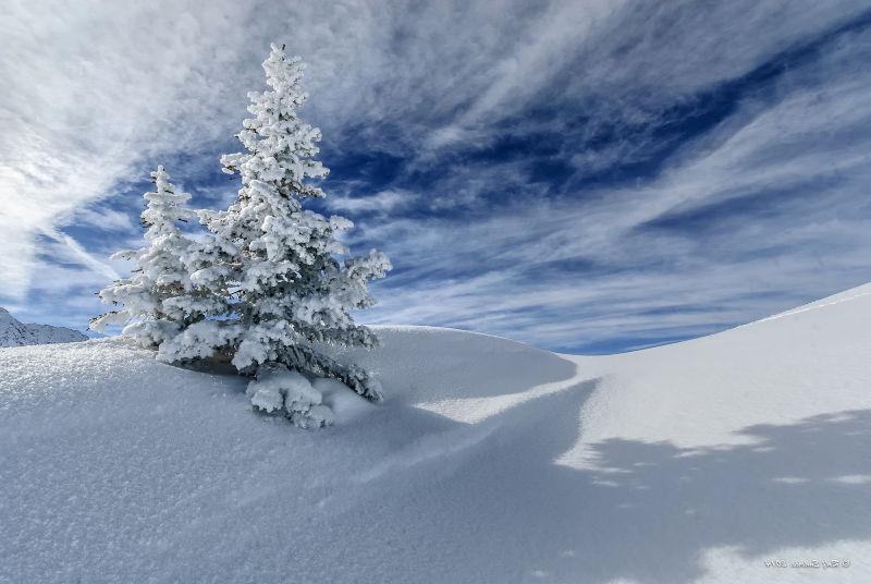 孤立的雪地上有一棵雪松