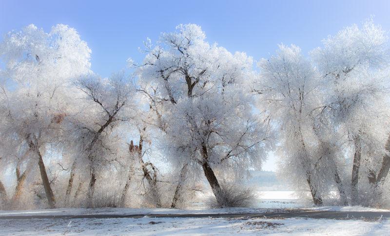 霜雪覆盖的美丽树木