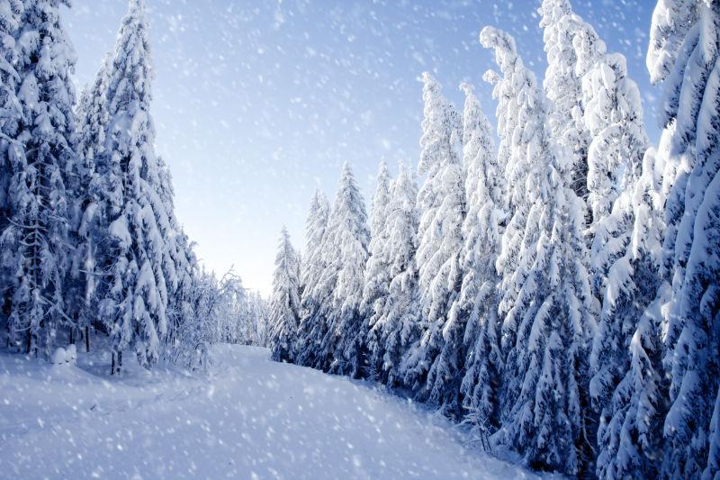 冬季雪覆盖的田野和树木的景色