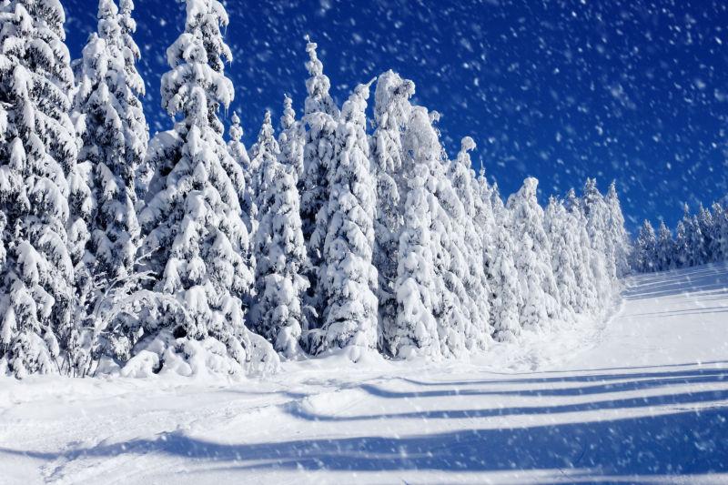 冬季雪花覆盖树木的景色