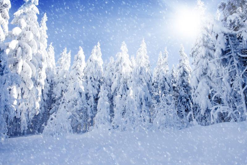 冬季雪景和田野中被雪覆盖的树木
