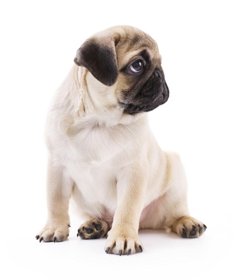 坐在白色地板上歪头看的小哈巴狗