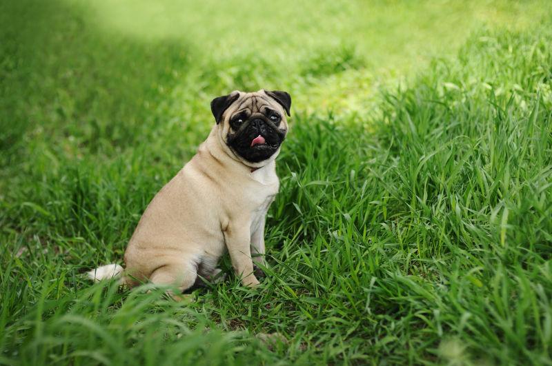 草丛里坐着的哈巴狗