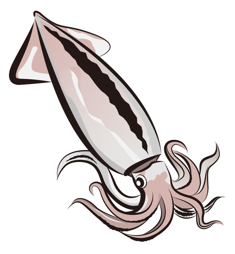 矢量卡通乌贼插图