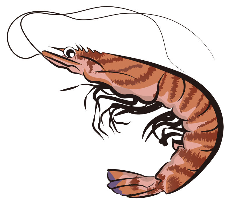 创意矢量鲜虾插图