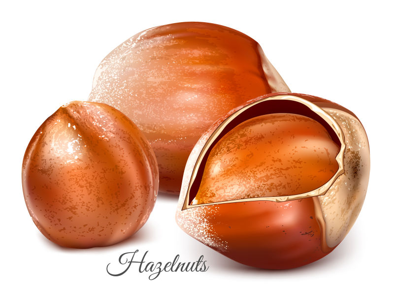 新鲜榛子矢量插图