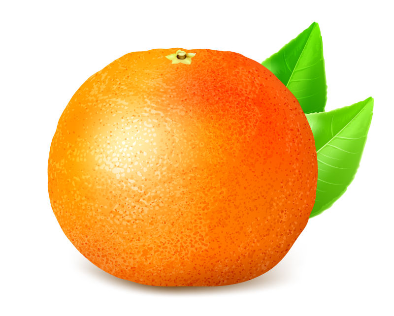 成熟的葡萄柚矢量插图