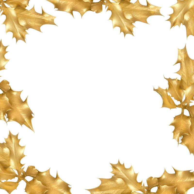 空白背景周围的金冬青叶