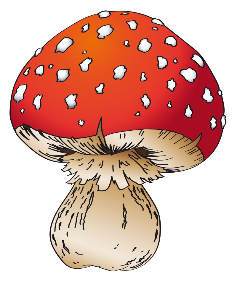 矢量的卡通蘑菇插图