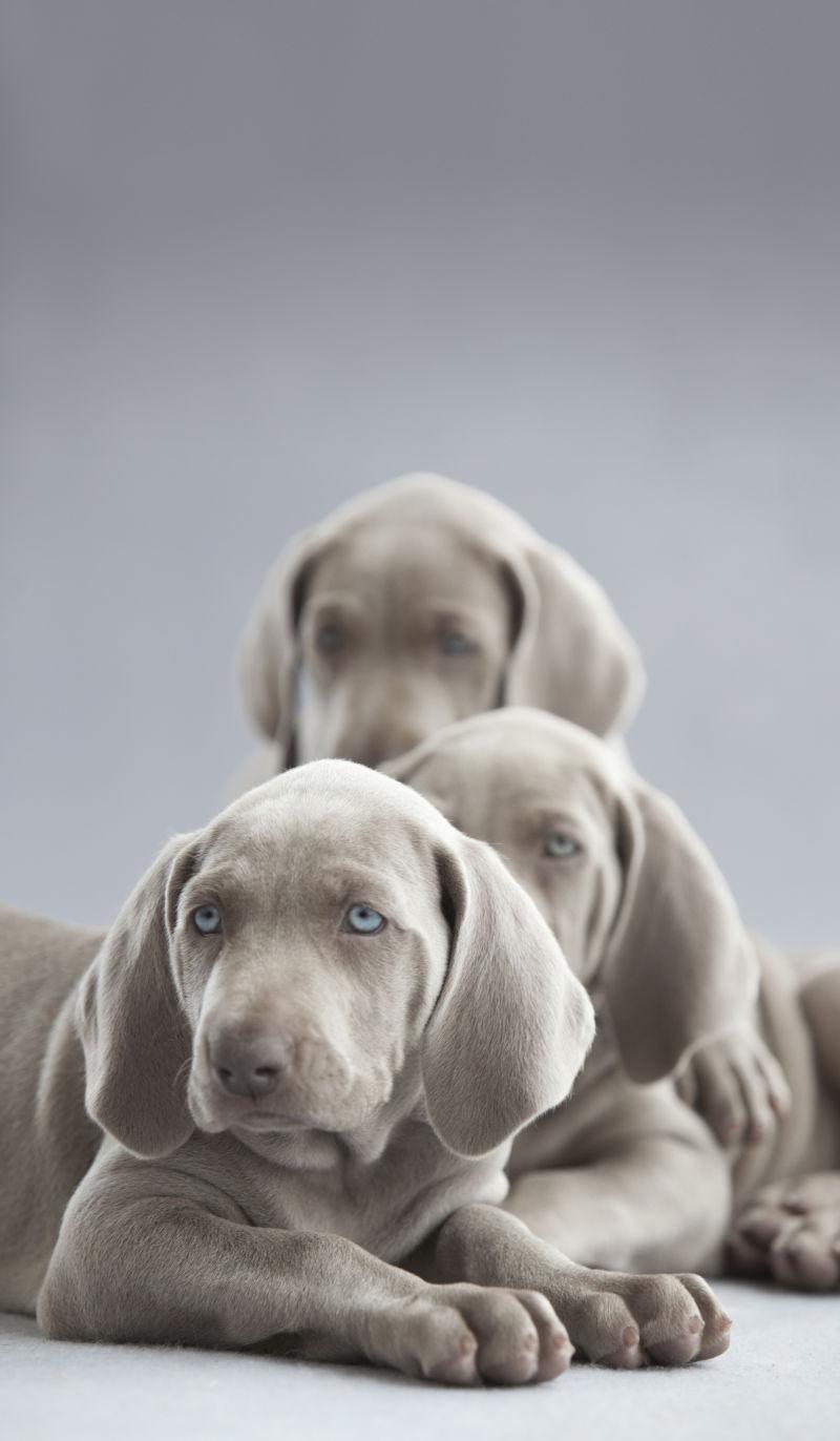 三只可爱的小狗狗