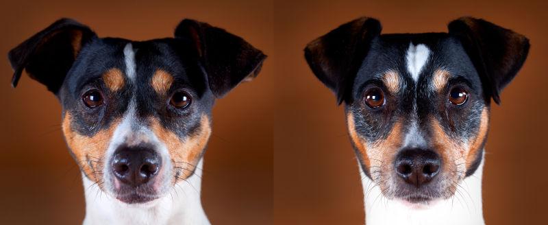 两只可爱的宠物小狗