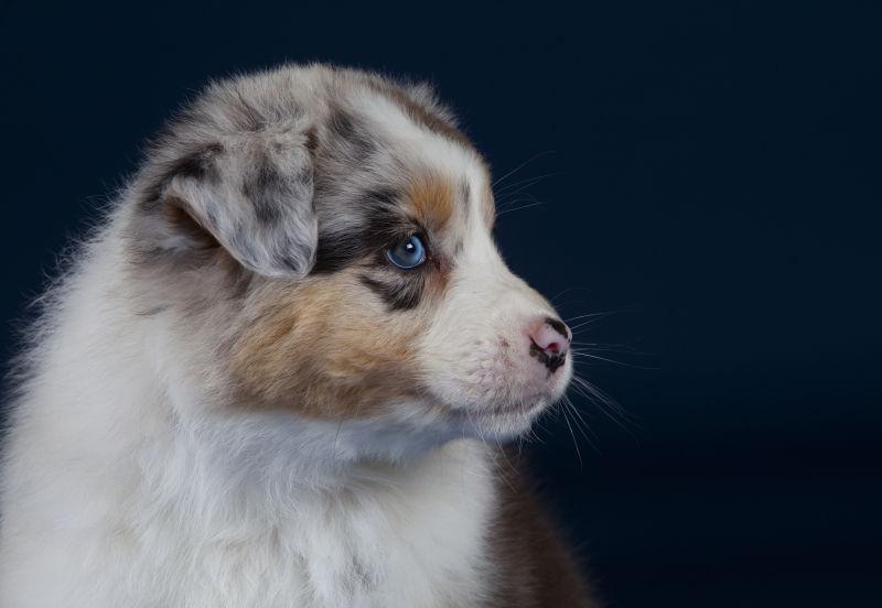 澳大利亚牧羊犬