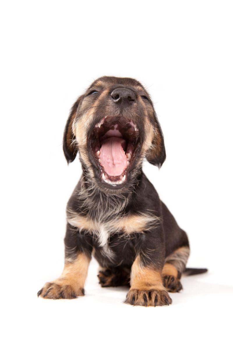 可爱的小狗狗打哈欠