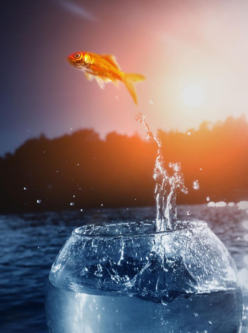 跳跃的金鱼图片 在水面上跳跃的金鱼素材 高清图片 摄影照片 寻图免费打包下载