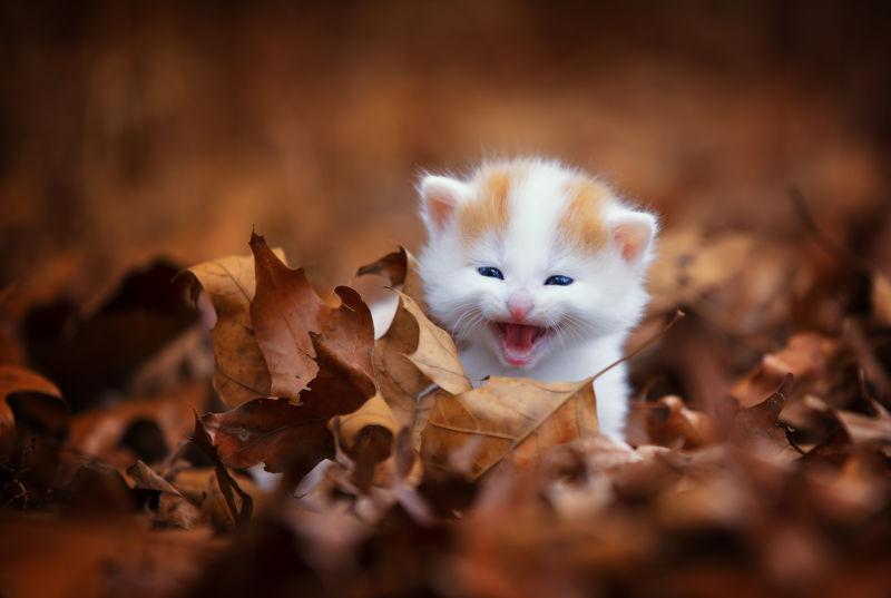 可爱的小猫图片 在落叶中玩耍的可爱小猫素材 高清图片 摄影照片 寻图免费打包下载