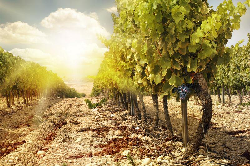 秋季背景成熟的葡萄