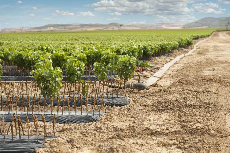 葡萄园生长景观