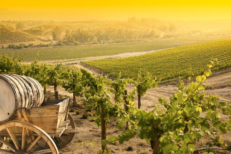 日落下的美丽的葡萄园