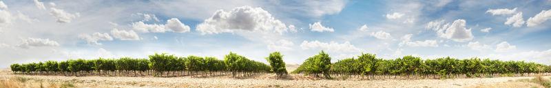 天空背景中的整个葡萄园