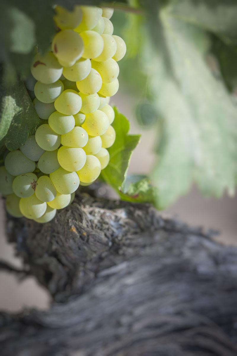 阳光下新鲜的青葡萄