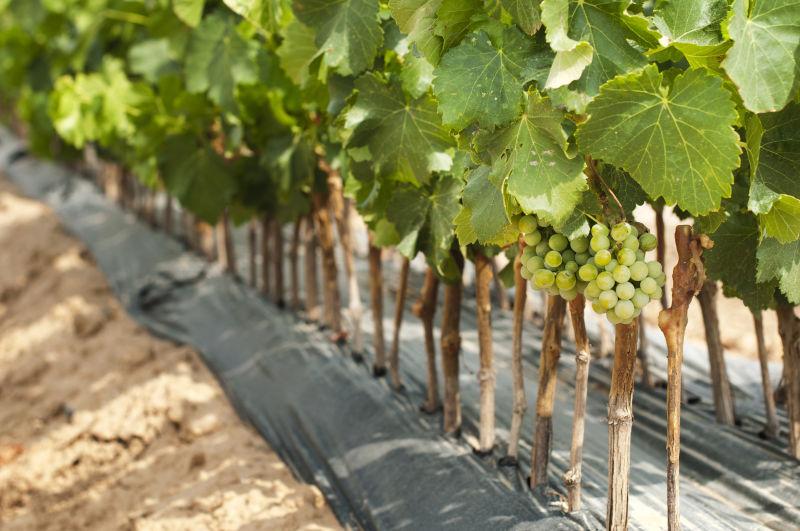 葡萄藤上的青葡萄