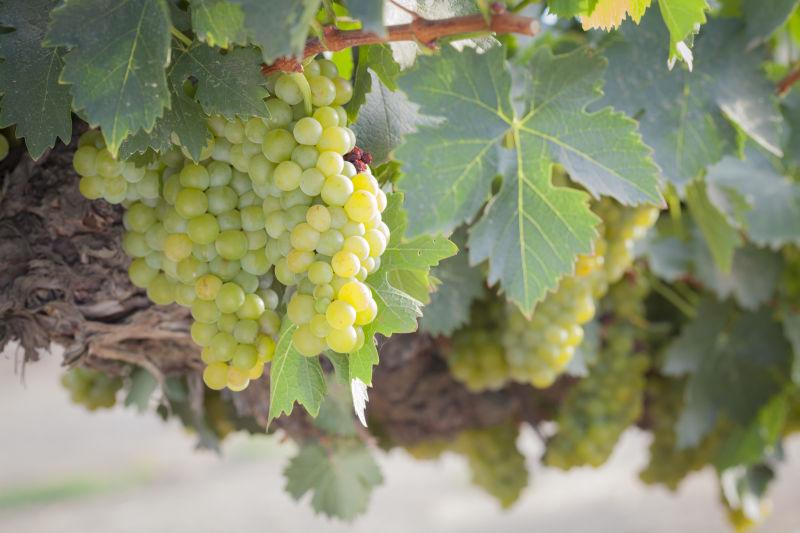 葡萄园美味的葡萄