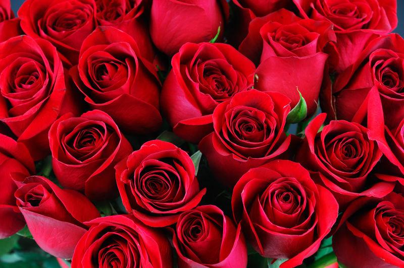 红玫瑰背景