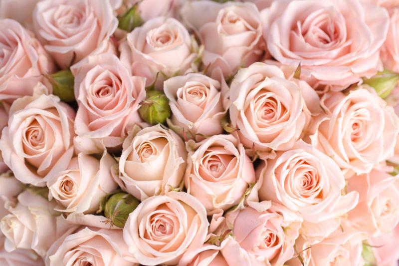 明亮的粉红玫瑰背景