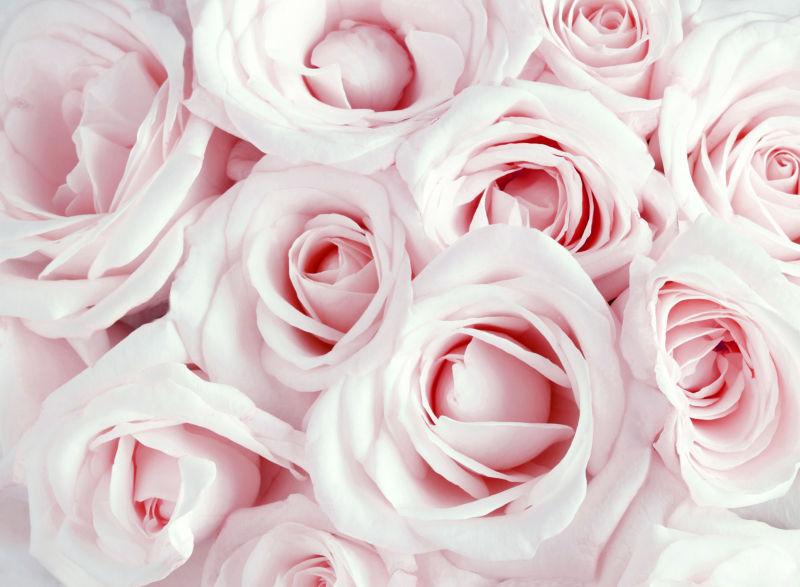 柔和饱满的粉红玫瑰