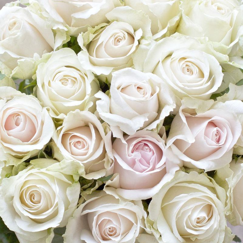 白色和粉色的玫瑰