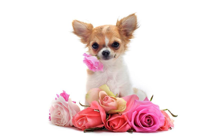 可爱的小狗和美丽的鲜花