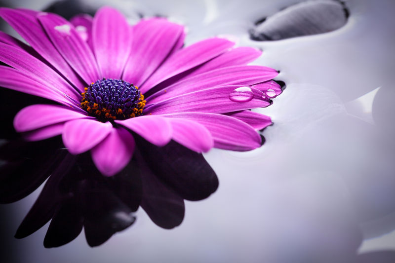 紫色非洲菊