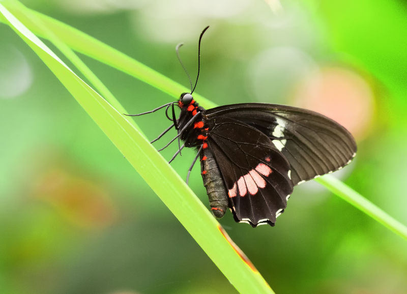 站在绿枝叶的蝴蝶
