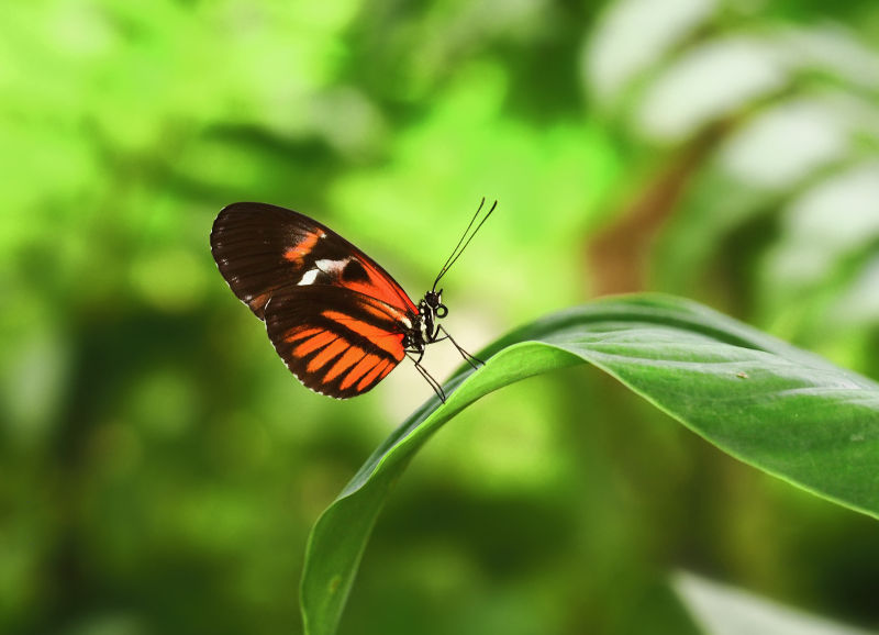 站在绿叶上的蝴蝶
