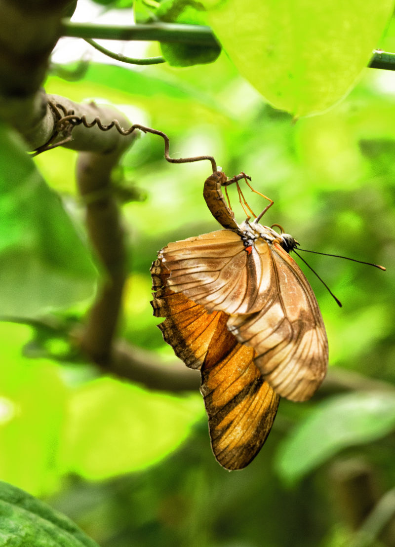 倒立在树枝树枝上的蝴蝶